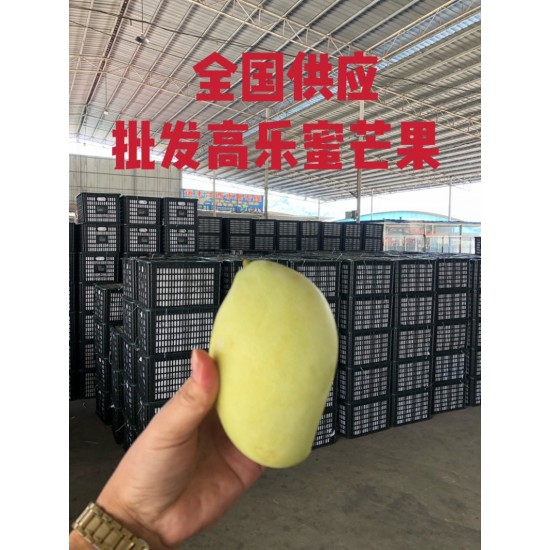高乐蜜芒果全国供应产地直供芒果一首货源批发60斤/件零担发货