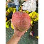 海南青皮澳芒10斤新鲜包邮 果肉肥厚非大青芒凯特芒