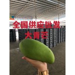 芒果批发全国打货越南大青芒直销批发60斤/框产地直销批发一手