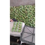台农芒，市场货，电商货，社区团购。
