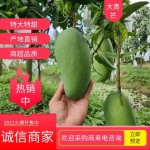 越南大青芒批发【量大从优】产地直发 一件带框60斤 不包邮