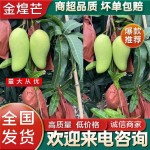 【芒果】金煌芒 青皮果不套袋 产地直供一件带框60斤 不包邮
