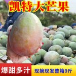 新鲜凯特芒果大青芒玉芒果水果芒果批发5斤/9斤整箱批发