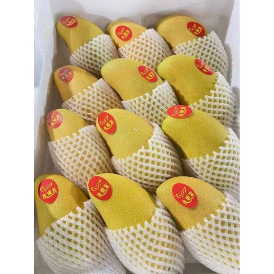 金煌芒 海南精品金皇一件代发
