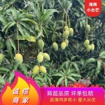台农芒 【芒果】广西小台芒产地直发电商支持一件代发
