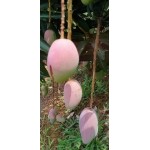 芒果