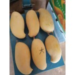 芒果 象牙晚熟芒果 晚熟芒果 9-12月份成熟的芒果