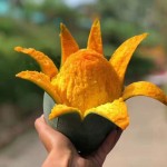 攀枝花凯特芒果四川大芒果批发包邮对接各大平台，社团