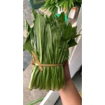 去根云南大香菜 新鲜大芫茜 老缅香菜 批发芫荽泰国大香菜