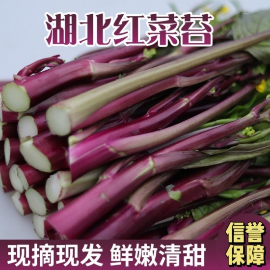 新鲜红菜苔