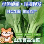 精选上海青  小油菜 小白菜小青菜产地直销货源充足品质好