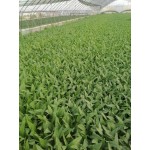 青油麦 油麦菜大量有货每斤1元