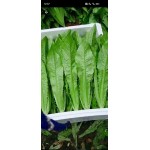 青油麦  油麦菜精品，支持全国批发商，电商，超市，合作。
