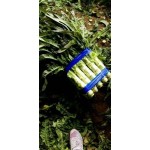 红叶莴笋大量供应，一手货源，保质保量，物流全国