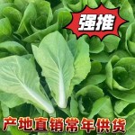 精品奶白菜 快菜 毛白菜 小白菜产地直销货源充足，品质好