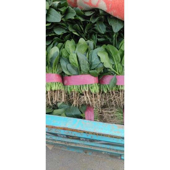 大叶菠菜  黑油亮型大小叶菠菜一手货源适合走市場电商
