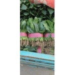 大叶菠菜  黑油亮型大小叶菠菜一手货源适合走市場电商