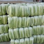 北京新三号白菜 4~5-7斤 净菜