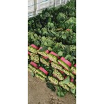 精品菠菜  大叶菠菜  供应全国批发市场，社区团购，超市电商