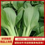 精品上海青，小青菜，小油菜规格齐全保质保量常年供应