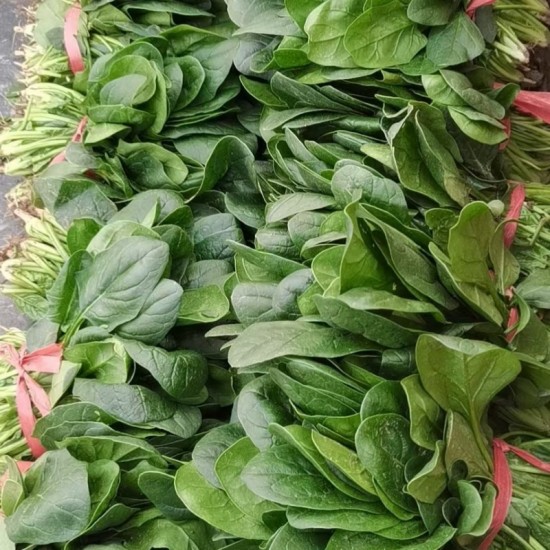 河南焦作博爱菠菜大量上市中，自产自销，价格便宜，欢迎订购