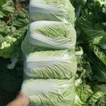 北京新三号大白菜大量有货供应中，需要可以联系我