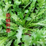 新鲜现挖荠荠菜大量有货新鲜正当季时令荠菜馅