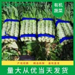红叶莴笋  红尖叶精品莴笋诚信代办，合作共赢，视频看货