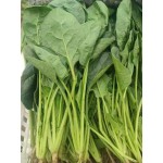 精品大叶菠菜 菠菜有货常年供货，