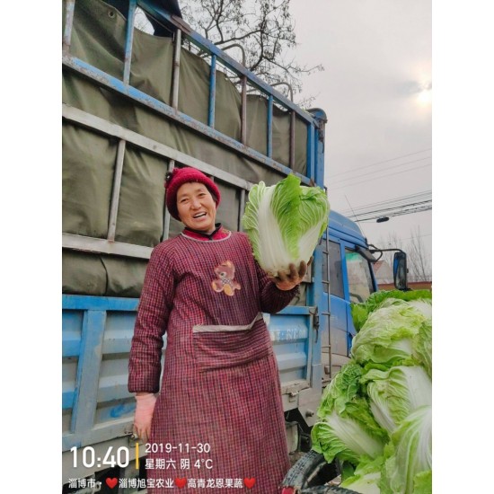 白菜  3-10斤✔秦白二号✔圆头✔山东高青万亩✔产地直销