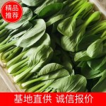 上海青 小油菜，小青菜小白菜产地直销货源充足常年供货断货