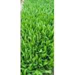 青油麦 油麦菜产地直销常年供货货源充足品质好