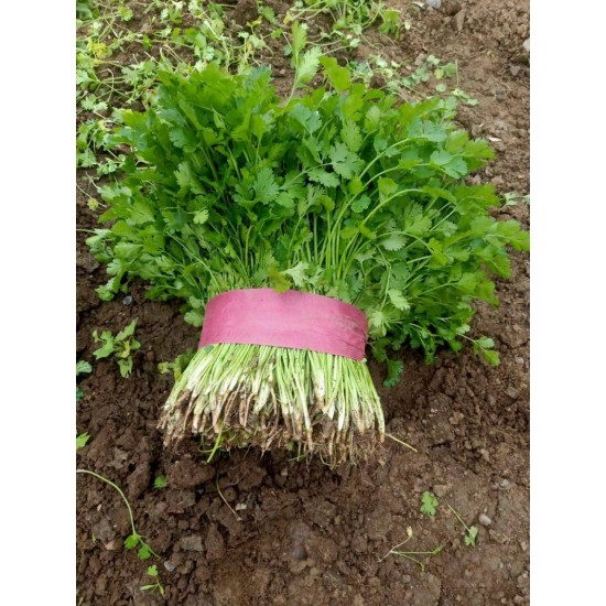 焦作博爱香菜常年大量供应，价格便宜质量保证