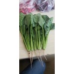 大叶菠菜  精品菠菜，支持全国，批发商，超市，电商，合作共赢
