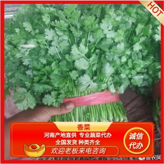 大叶香菜 ，基地直发，长期供应，货量充足，诚信经营。诚信经