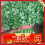 大叶香菜 ，基地直发，长期供应，货量充足，诚信经营。诚信经