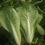 奶白菜，精品航白菜 小白菜 毛白菜 快菜 产地直销常年供应