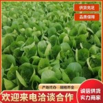 山东曹县精品小白菜，快菜，奶白菜，规格齐全保质保量