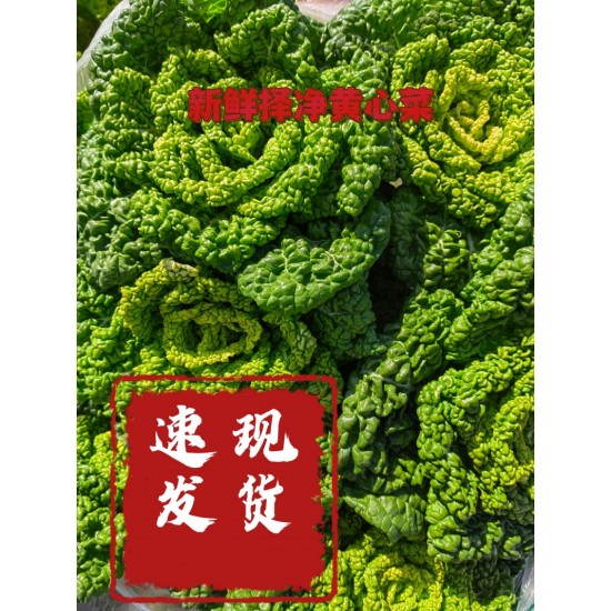 河南黄心乌塌菜黄心火锅蔬菜新鲜采摘发货