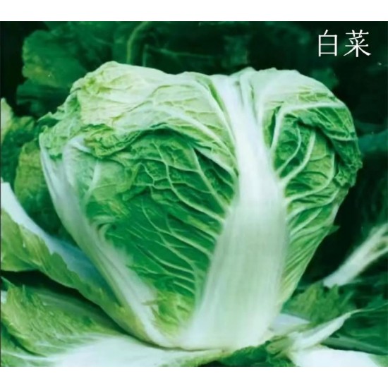 大白菜保鲜库存新乡小包品质优良4567斤实心白菜