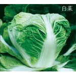 大白菜保鲜库存新乡小包品质优良4567斤实心白菜