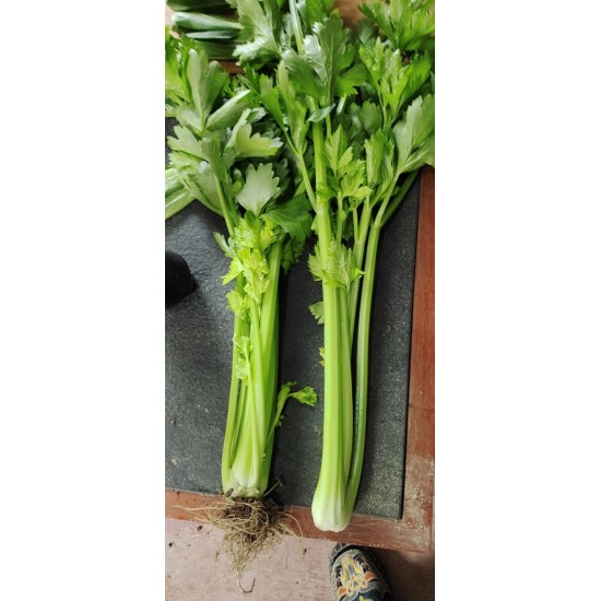精品芹菜，西芹大芹菜，品种齐全支持各种包装定制产地直销