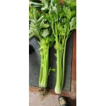 精品芹菜，西芹大芹菜，品种齐全支持各种包装定制产地直销