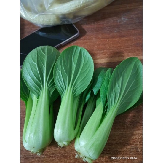 山东曹县上海青蔬菜大棚种植基地。
