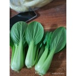 山东曹县上海青蔬菜大棚种植基地。