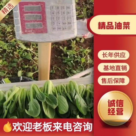 上海青 精品油菜 常年有货，诚信经营找我就对了