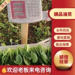 上海青 精品油菜 常年有货，诚信经营找我就对了