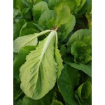山东曹县小白菜、奶白菜。蔬菜种植基地。