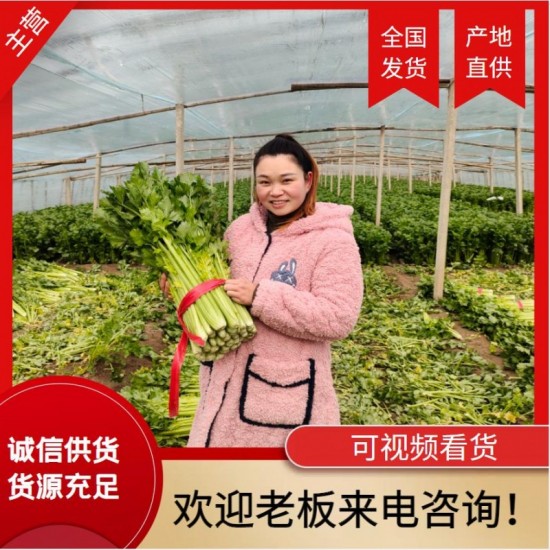 夏邑万亩大棚西芹大批上货中！