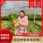 夏邑万亩大棚西芹大批上货中！